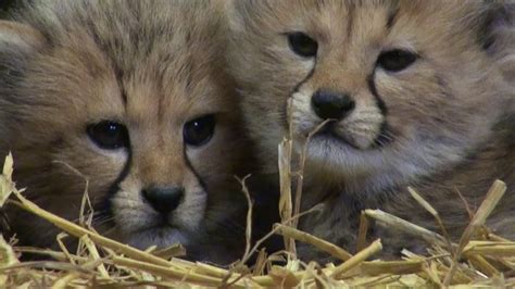 Cheetah Cubs Longleat Safari Park External Brain