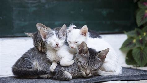 Temporada De Gatitos Qué Hacer Si Encuentras Gatitos Gatitos