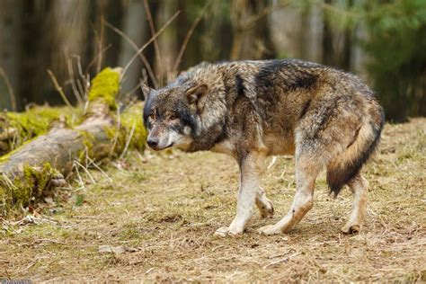 Dawnthieves Eurasian Wolves Category 2018 Image