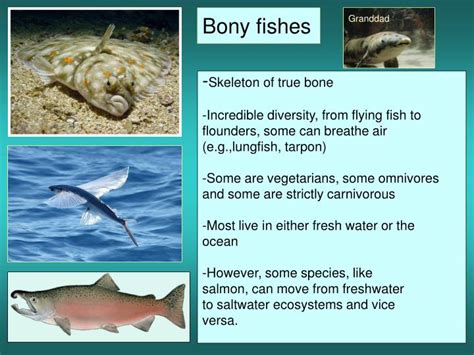 Ppt Fishes Lesson 4 Powerpoint Presentation Id6199525