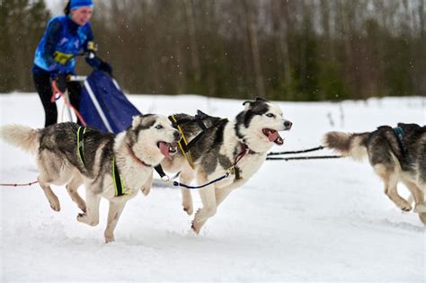 Premium Photo Running Husky Dog On Sled Dog Racing Winter Dog Sport
