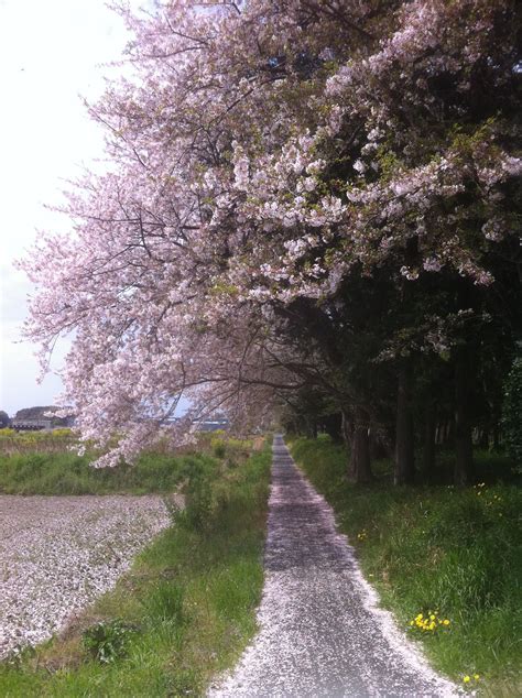 Cherry Blossoms Hamamatsu Shizuoka Japan Lindo Lugar Japão Lugares