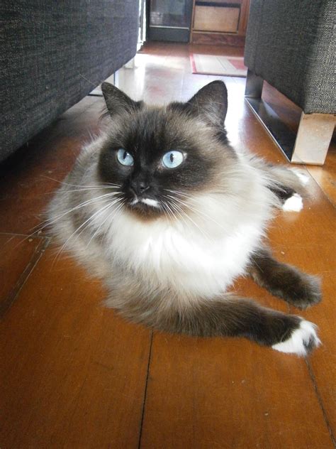 Pedra Female Ragdoll X Birman Mix Cat In Qld Petrescue