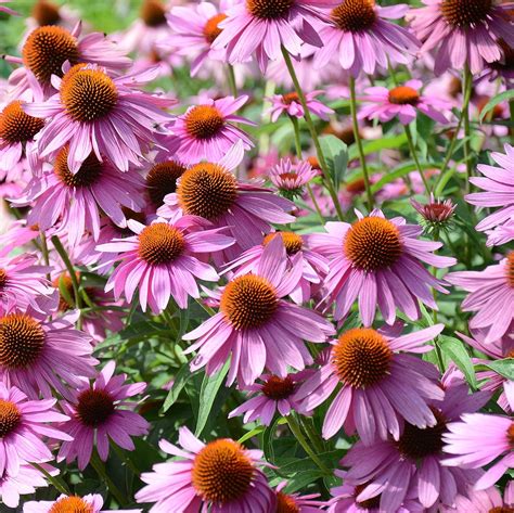 Outsidepride Echinacea Purple Coneflower Seed 1 Lb