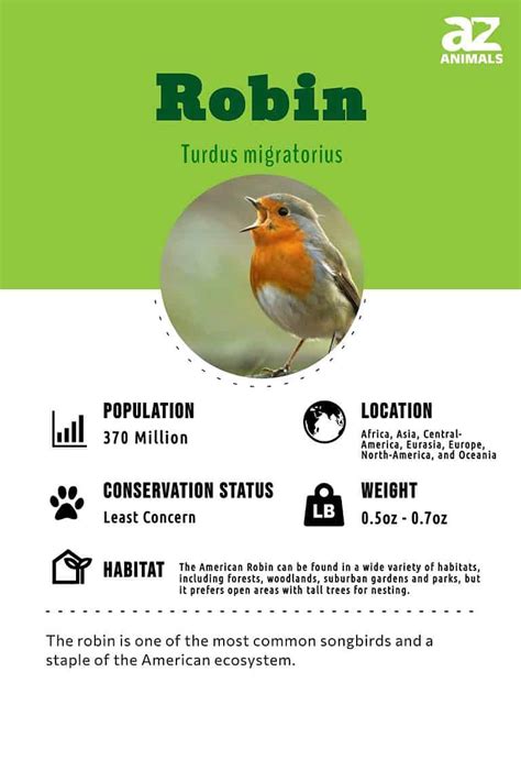 Robin Bird Facts A Z Animals