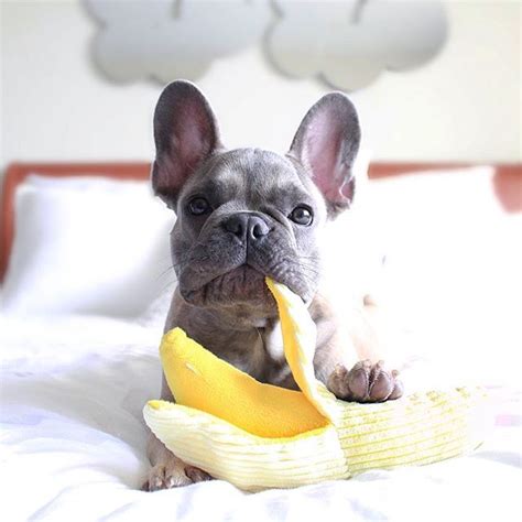12 Adorable Expressions Every Frenchie Parent Will Instantly Recognise