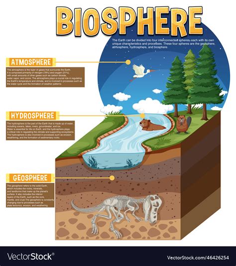 Biosphere Ecology Infographic For Learning Vector Image