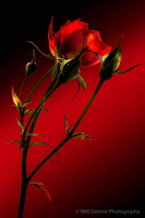 Artistic Realistic Nature Beautiful Roses No Rain No Flowers Red Roses