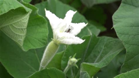 Stingless Bees Visiting Female Bottle Gourd Flowers But Male Flowers