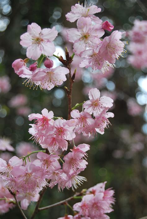 Free Images Cherry Blossoms Pink Flower Spring Flora Cherry