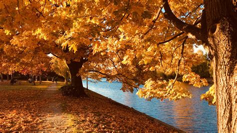 Yellow Autumn Leafed Trees Near River During Daytime Hd Autumn