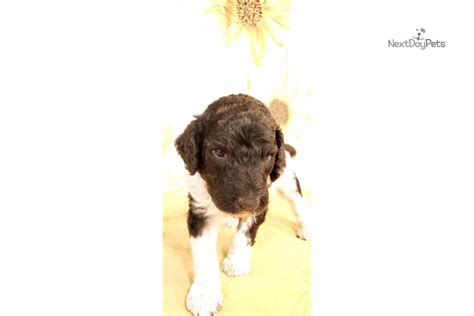 Pet supply store in idaho falls. Hadley: Poodle, Standard puppy for adoption near Sioux Falls / SE SD, South Dakota. | 213036a3d2