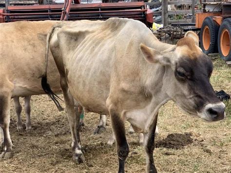 Utah Man Could Again Face Animal Cruelty Charges Over Sick Dead Cattle