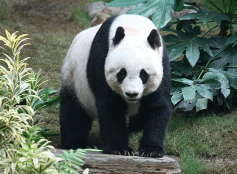 Giant Panda Wikipedia