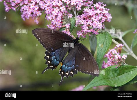 Dark Tiger Swallowtail Pterourus Glaucus Stock Photo Alamy