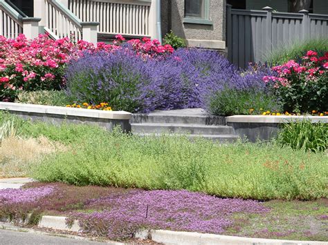 6 Tips For Growing Red Creeping Thyme