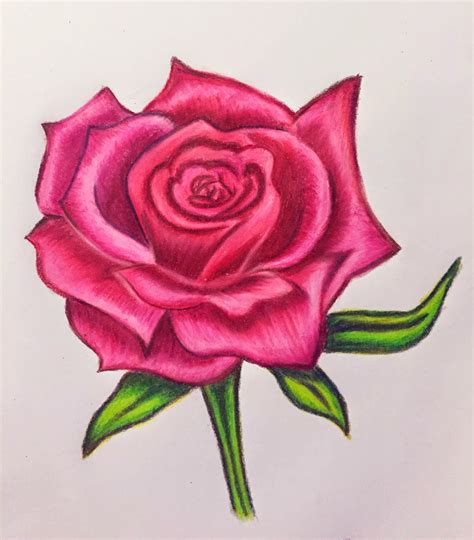 Pencil Drawing Of A Rose At Getdrawings Free Download