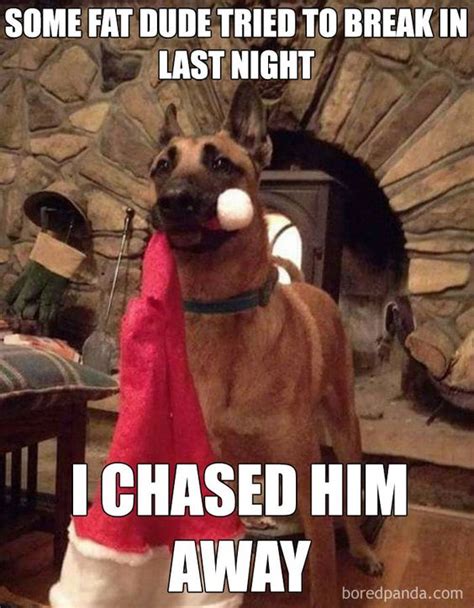 20 Best Christmas Dog Memes The Internet Has Ever Seen