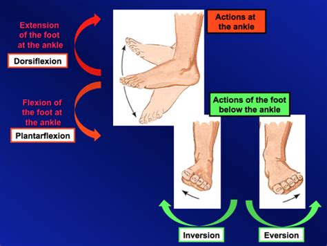 Ankle Dorsiflexion Plantarflexion