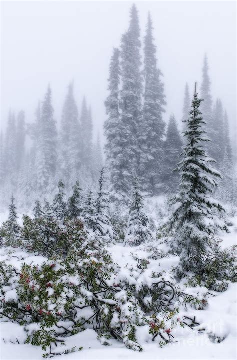 Snow Covered Mountain Ash Photograph By Sharon Seaward Fine Art America