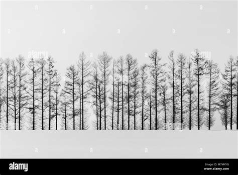 Abstract Black And White Tree In Winter Season Minimal Style Stock