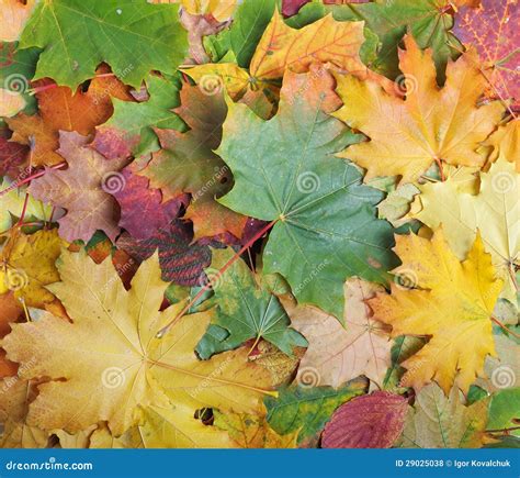 Autumn Leaf Stock Photo Image Of Beautiful Autumn Orange 29025038