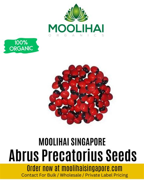 Rosary Peas Abrus Precatorius Seeds Moolihai Singapore