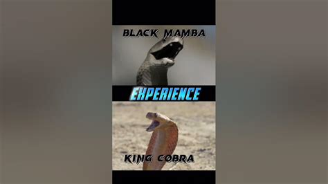 Black Mamba Vs King Cobra Youtube