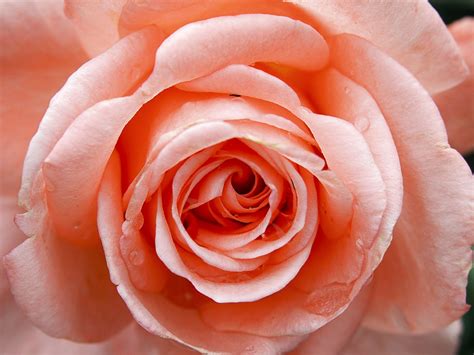 Pink Beauty By 游 萬國 500px Rose Pink Beauty