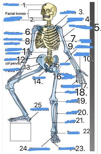 Bone Diagram Flashcards Quizlet