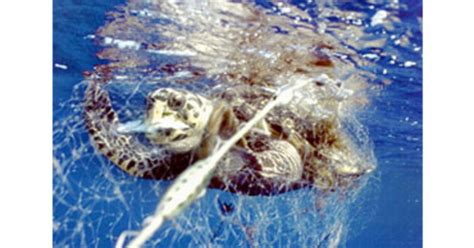 Study Fishing Boats Kill Millions Of Turtles Cbs News