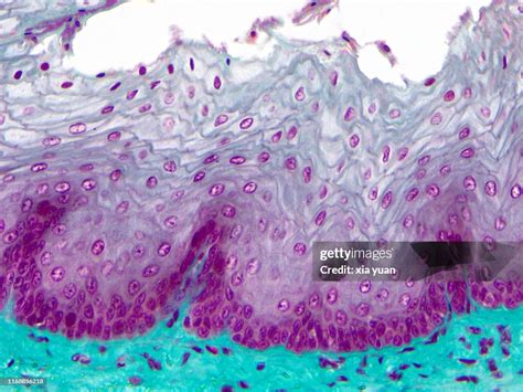 Stratified Squamous Epithelium40x Light Micrograph High Res Stock Photo