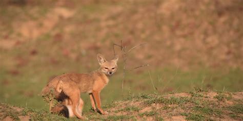 Canids In Central India Best Place To See Canids In India