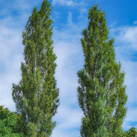 Lombardy Poplar Poplar Trees For Sale —