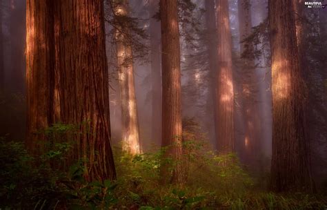 State Of California The United States Redwood National Park Forest