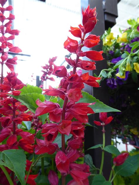 Scarlet Sage Salvia Splendens Saucy Red In The Salvias Database