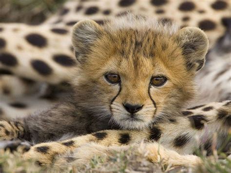 Baby Cheetah Mariavance4