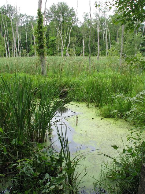 Free Picture Scenic Green Swamp Marsh Water Vegetation