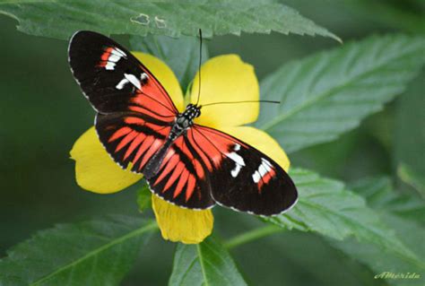 Imágenes De Mariposas Animadas Bonitas De Colores Con