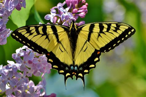 Eastern Tiger Swallowtail Butterfly Our Gardens And Wildlife Pinter