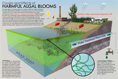 Algal Bloom Dead Zones