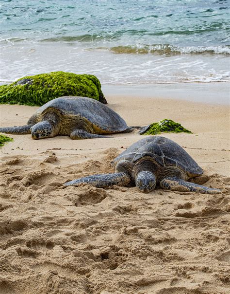 Hawaii Turtles The Turtles Come To Laniakea Beach On Oahu Flickr