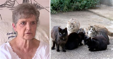 79 year old woman sentenced to jail for feeding stray cats 9gag