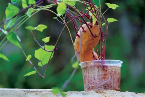 How To Grow Your Own Sweet Potatoes Farm Flavor