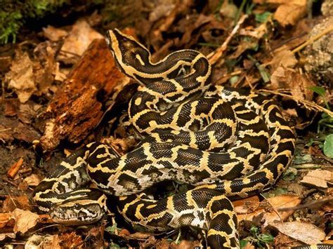 The Beautifully Colored Burmese Python Is A Solitary Animal Seen With