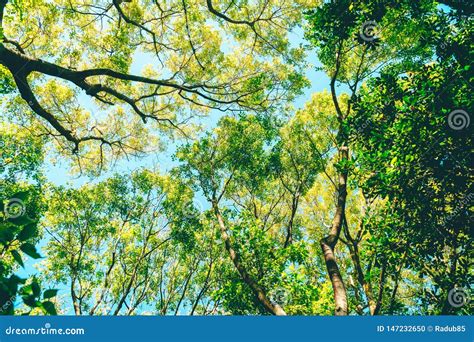 Tree Branches And Leaves On Summer Sky Stock Photo Image Of Spring