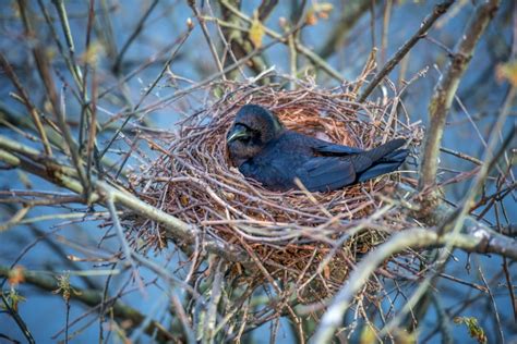 Where Do Crows Like To Nest How Do They Decide Optics Mag