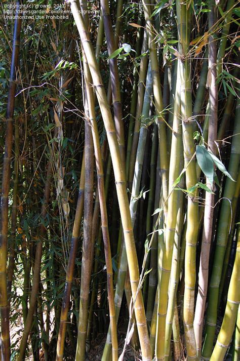 Plantfiles Pictures Bambusa Species Formosa Giant Bamboo Giant