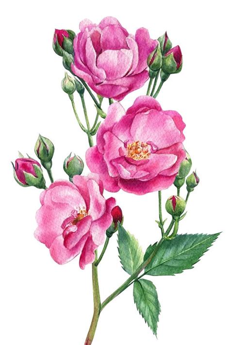 Pink Roses On White Isolated Background Watercolor Botanical