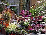 A Flower Shop in Wiesbaden by Sarah Loft | Flower shop, Wiesbaden, Flowers